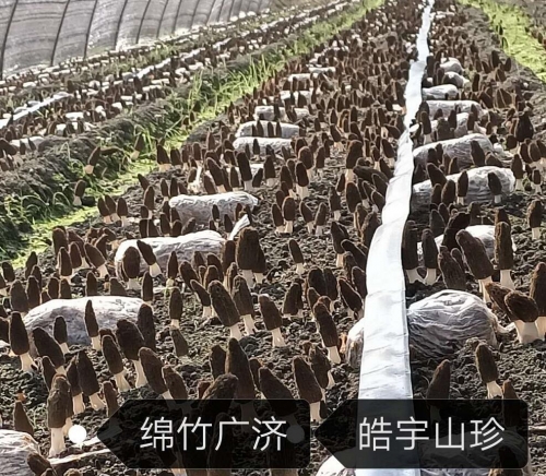 &#20048;&#23478;&#65288;&#20013;&#22269;&#65289;&#26377;&#38480;&#20844;&#21496;&#32;&#124;&#32;&#28020;&#23460;&#32;&#124;&#32;&#20048;&#23478;
