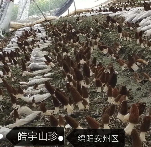 &#20048;&#23478;&#65288;&#20013;&#22269;&#65289;&#26377;&#38480;&#20844;&#21496;&#32;&#124;&#32;&#28020;&#23460;&#32;&#124;&#32;&#20048;&#23478;